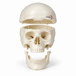 Mini Skull 3 Parts